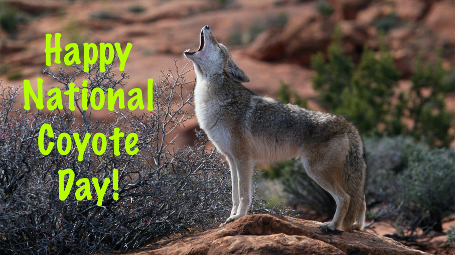 Happy National Coyote Day! by Uranimated18 on DeviantArt