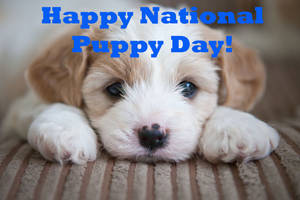 Happy National Puppy Day!