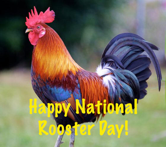 Rooster Week Happy National Rooster Day! by Uranimated18 on DeviantArt