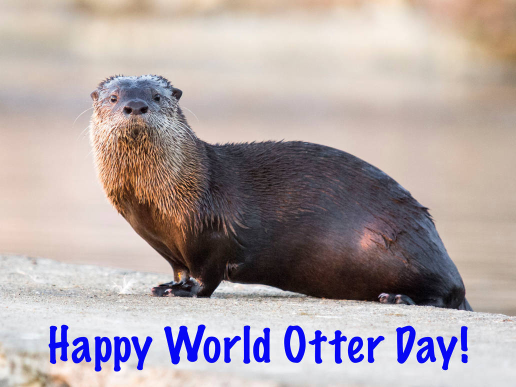 Happy World Otter Day By Uranimated18 On Deviantart Happy World Otter Day By Uranimated18 On Deviantart