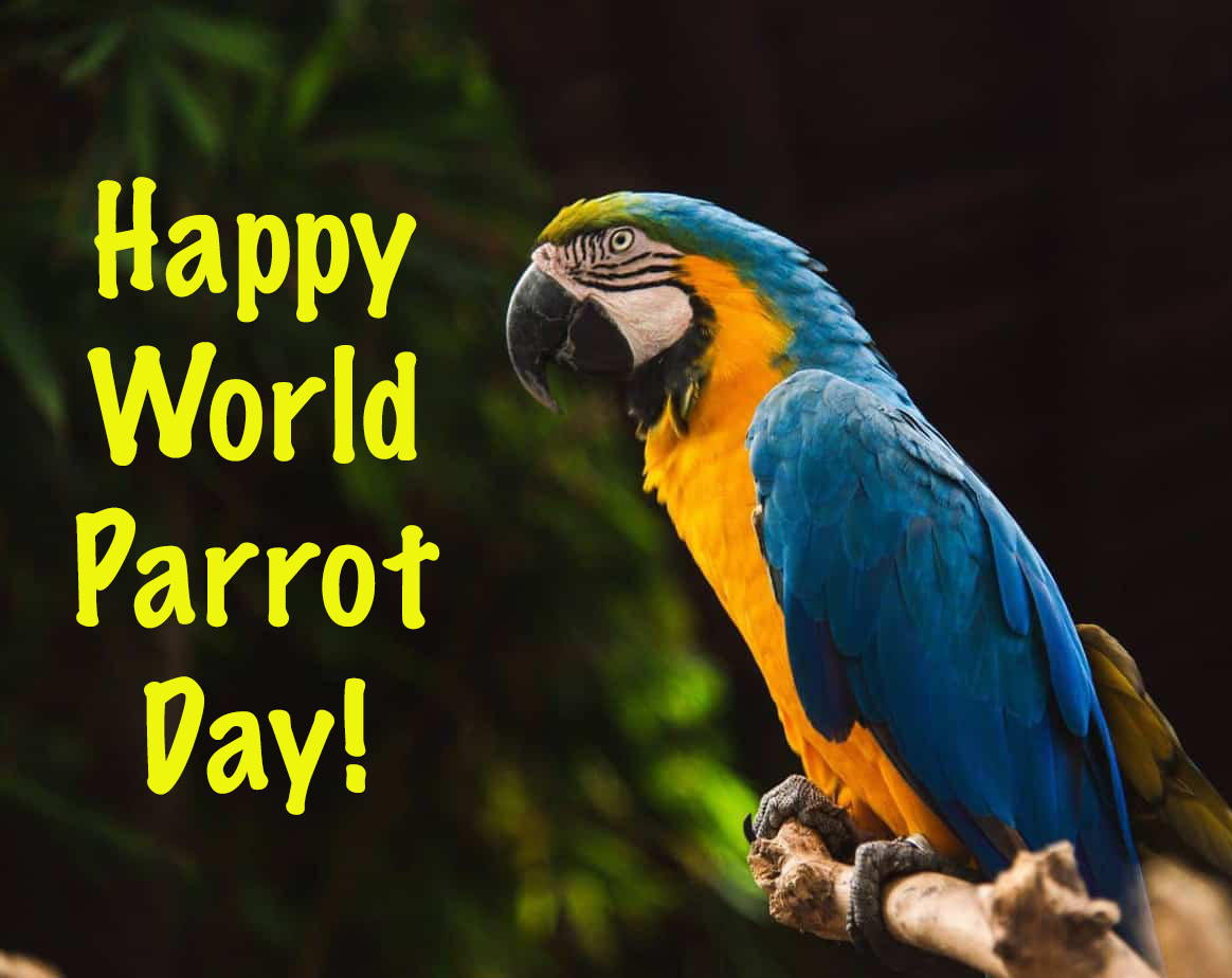 Happy World Parrot Day! by Uranimated18 on DeviantArt