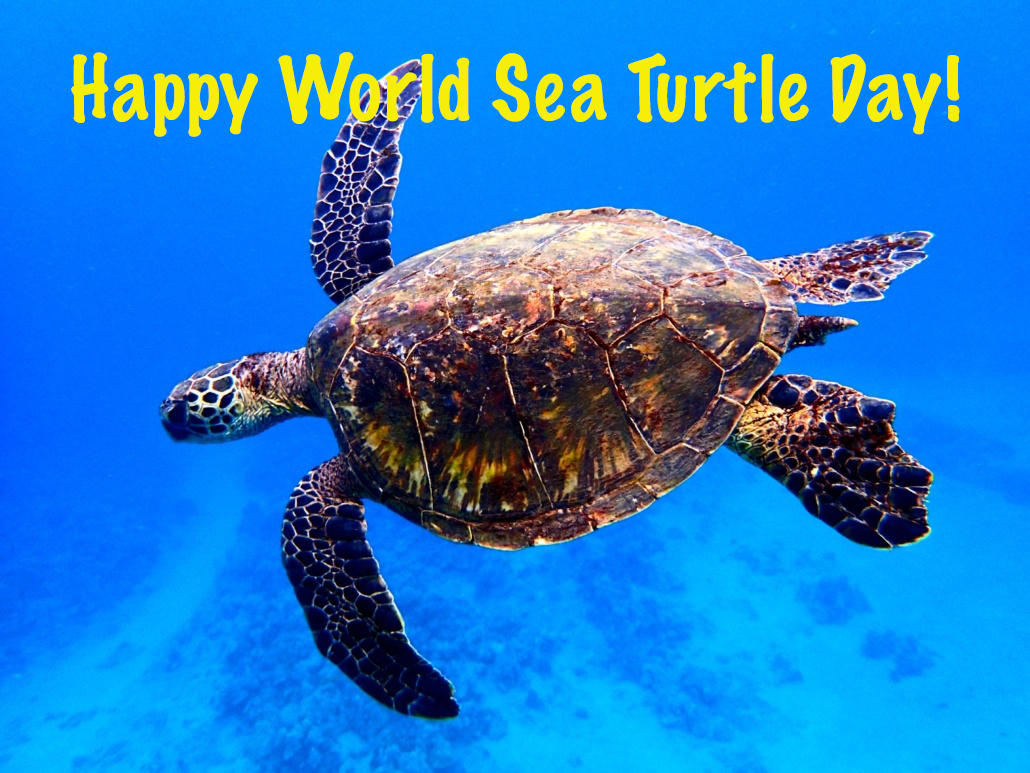 Happy World Sea Turtle Day By Uranimated18 On Deviantart Happy World Sea Turtle Day By Uranimated18 On Deviantart