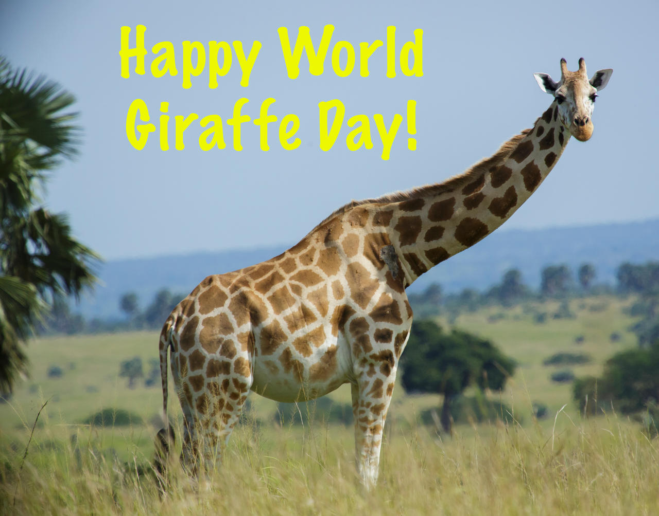 Happy World Giraffe Day By Uranimated18 On Deviantart Happy World Giraffe Day By Uranimated18 On Deviantart