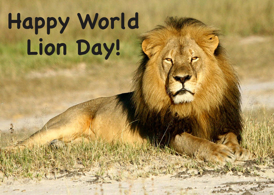 Happy World Lion Day By Uranimated18 On Deviantart Happy World Lion Day By Uranimated18 On Deviantart