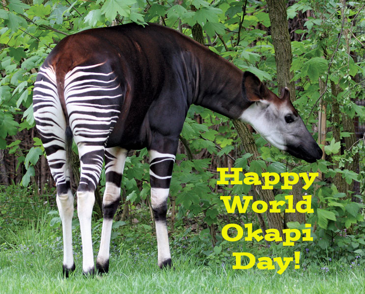 World Okapi Day! by Uranimated18 on DeviantArt