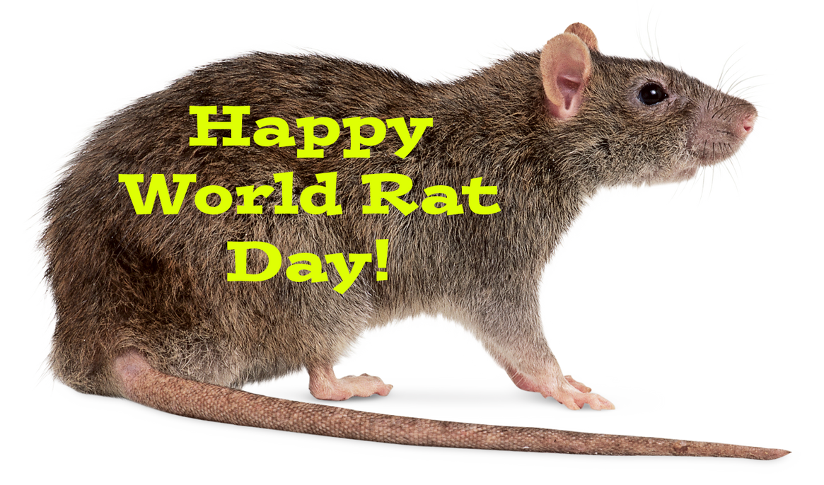Happy World Rat Day! by Uranimated18 on DeviantArt