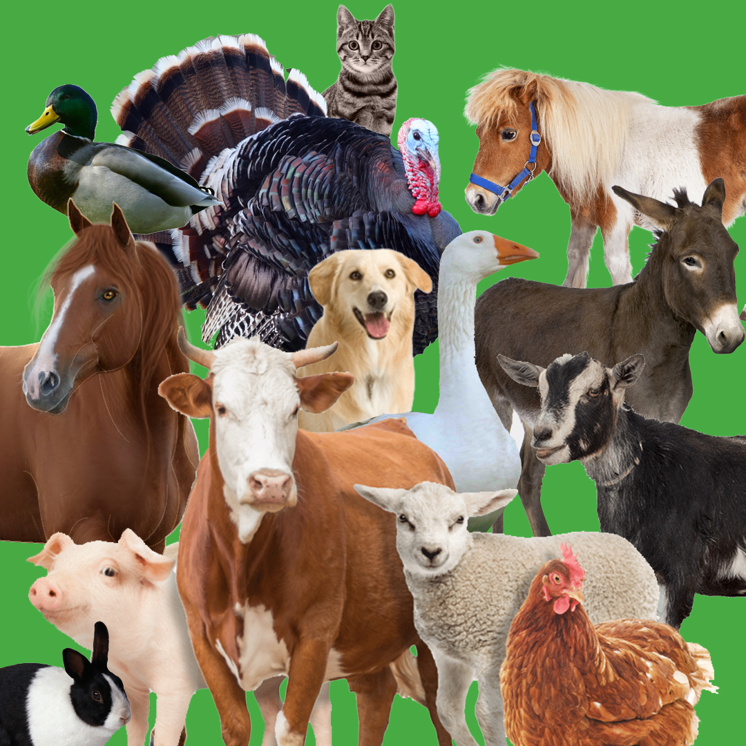 Happy National Farm Animals Day by Uranimated18 on DeviantArt Happy National Farm Animals Day by Uranimated18 on DeviantArt