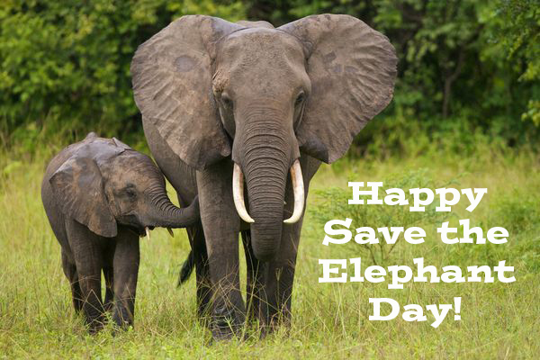 Save the Elephant Day!