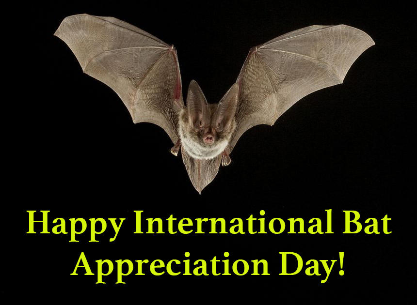 Happy International Bat Appreciation Day by Uranimated18 on DeviantArt