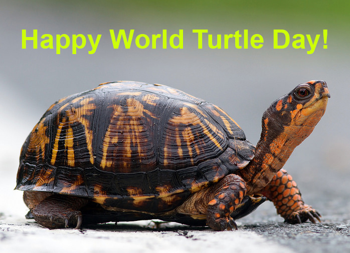 Happy World Turtle Day By Uranimated18 On Deviantart