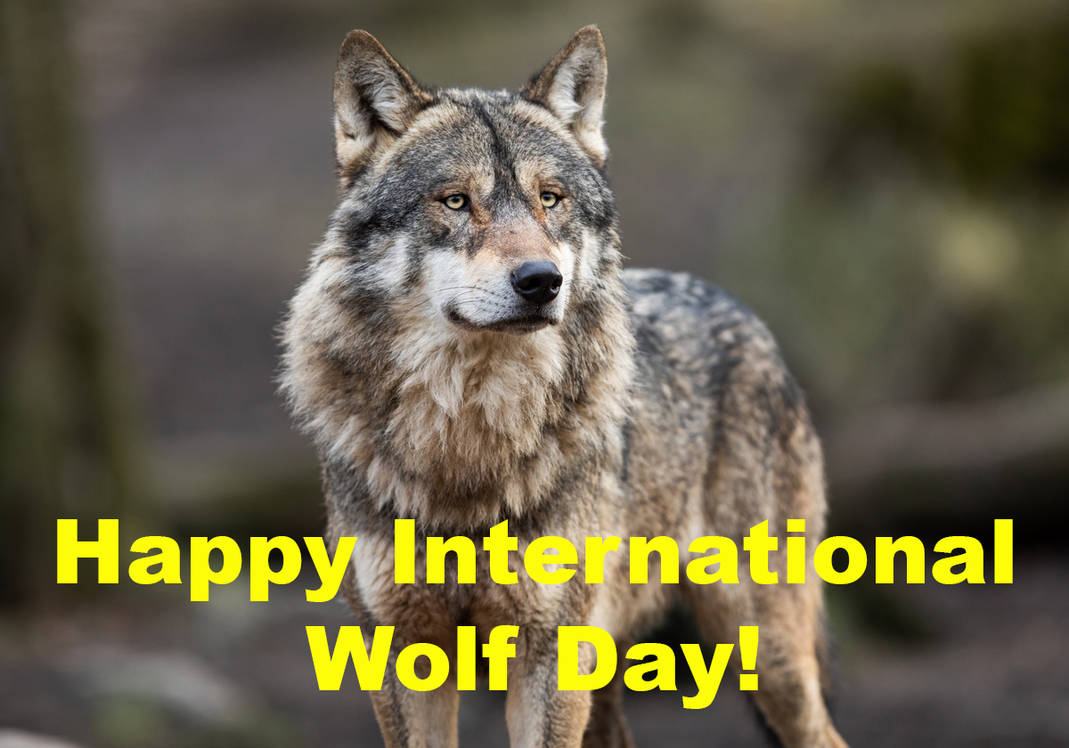 International Wolf Day 2025