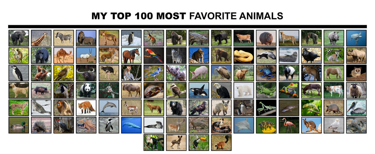 afstand ingeniørarbejde overliggende My Top 100 Favorite Animals by Uranimated18 on DeviantArt