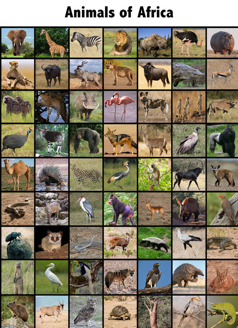 Animals of Africa by Uranimated18 on DeviantArt