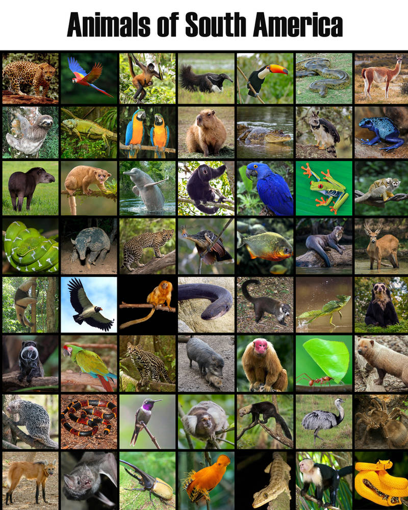 Zoo Tycoon 3 (2018) - Animals (Africa) by 98bokaj on DeviantArt
