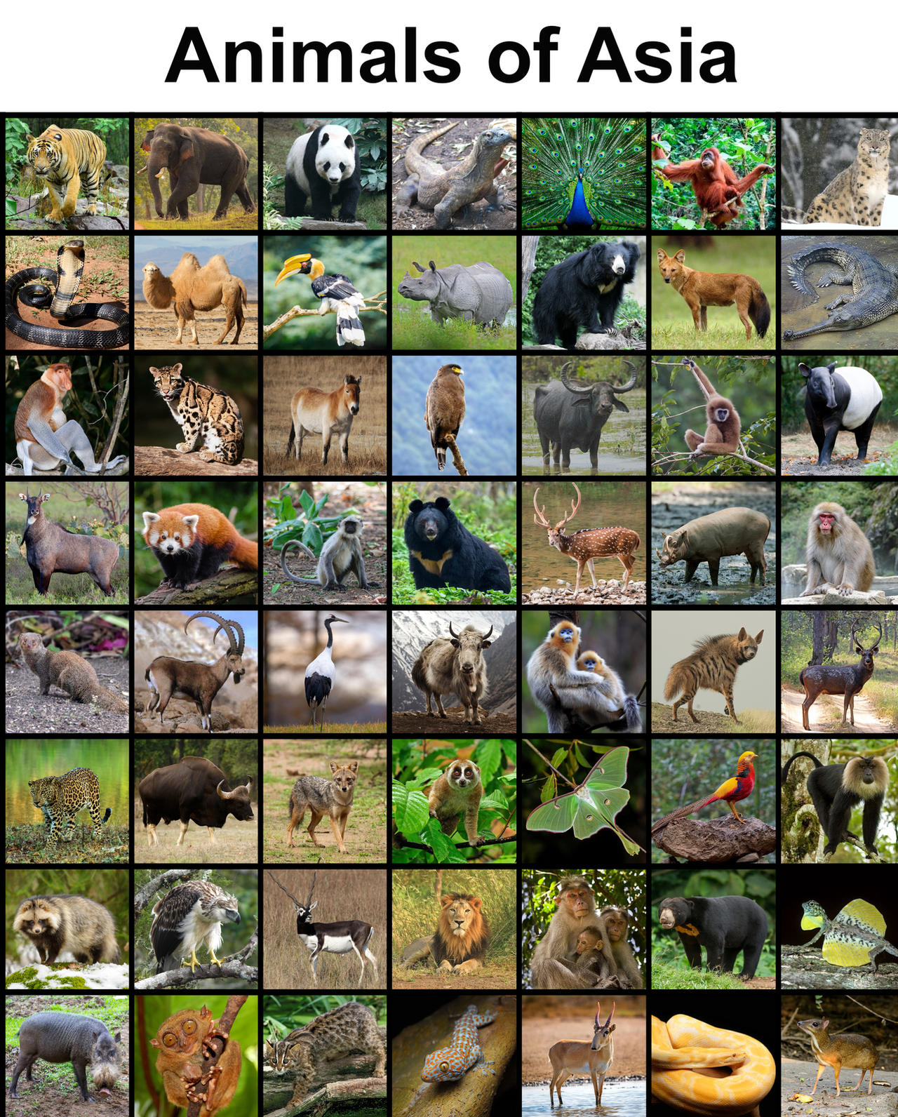 Animals of Asia by Uranimated18 on DeviantArt