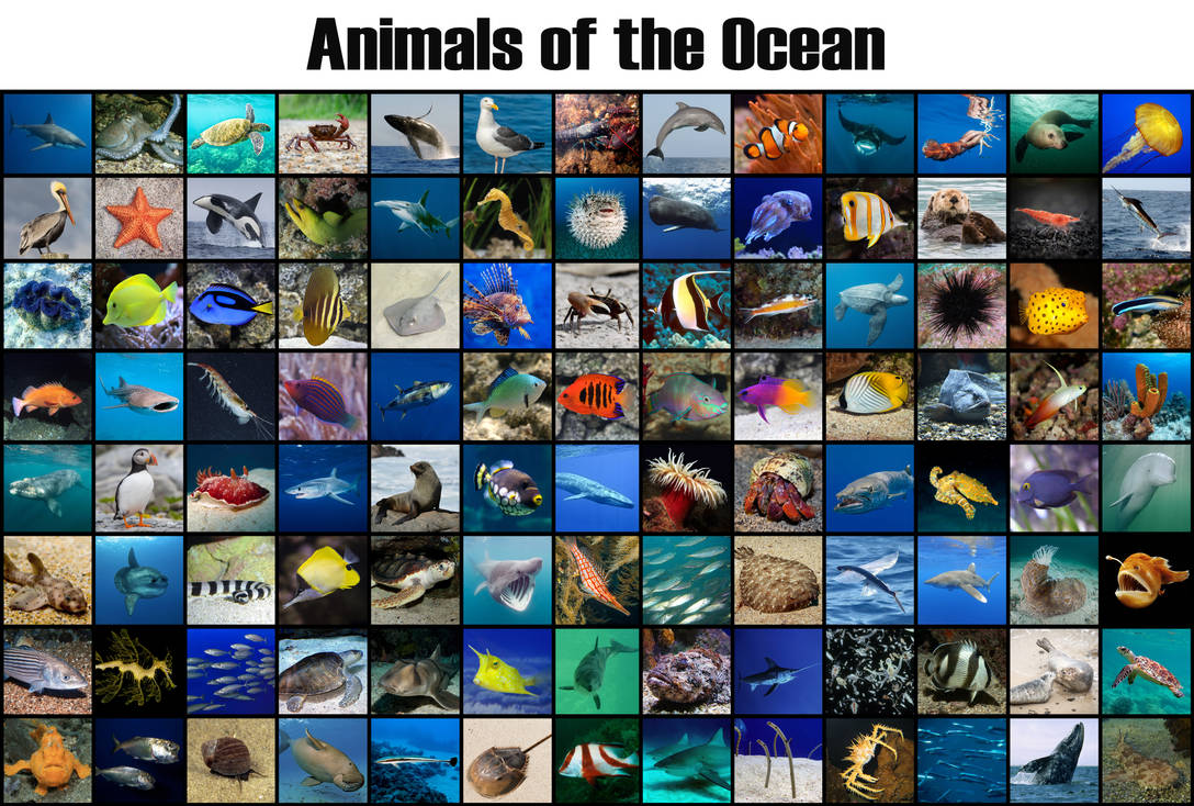 Animals of the Ocean by Uranimated18 on DeviantArt