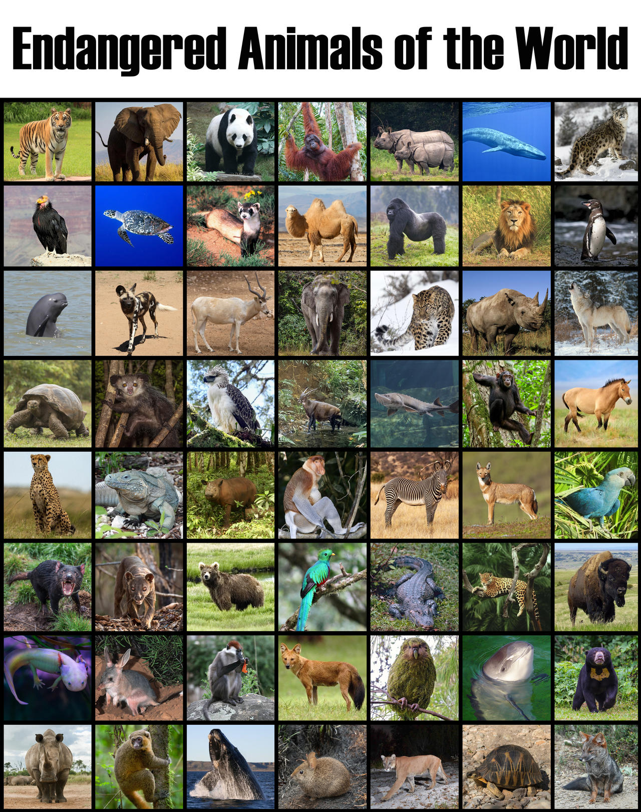 Zoo Tycoon 3 (2018) - Animals (America) by 98bokaj on DeviantArt