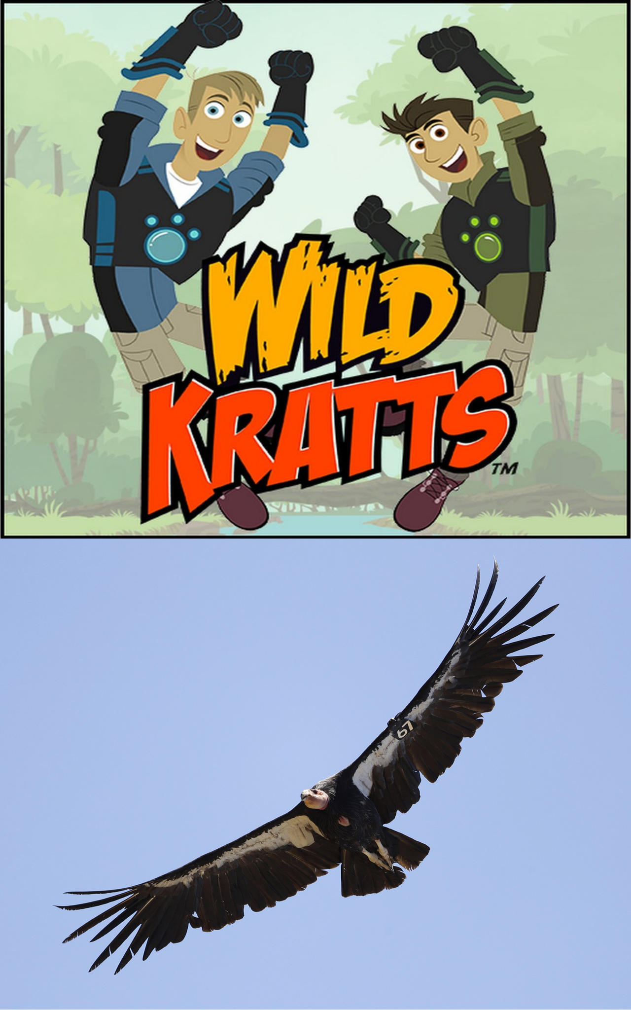 California Condor Animation Wild Kratts Learn About California Condors by Uranimated18 on DeviantArt