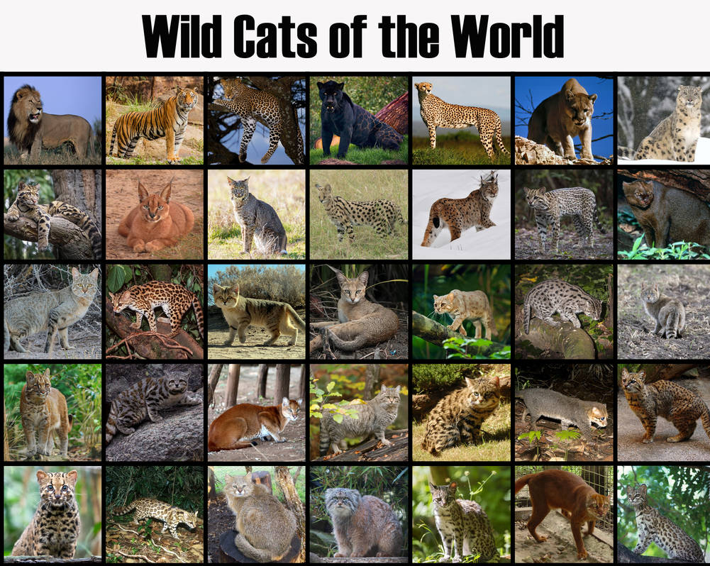 Wild Cats Of The World By Uranimated18 On DeviantArt wild-cats-of-the-world-by-uranimated18-on-deviantart