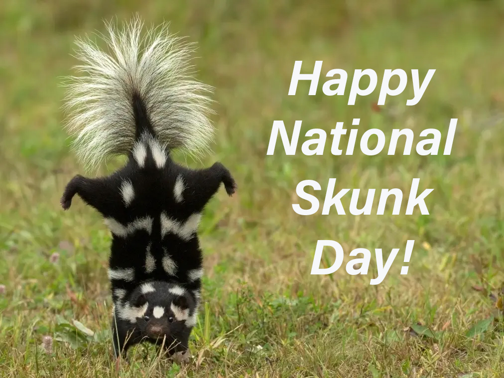 Spuke Day Happy National Skunk Day! by Uranimated18 on DeviantArt