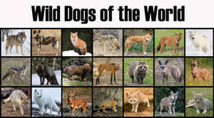 Wild Dogs of the World