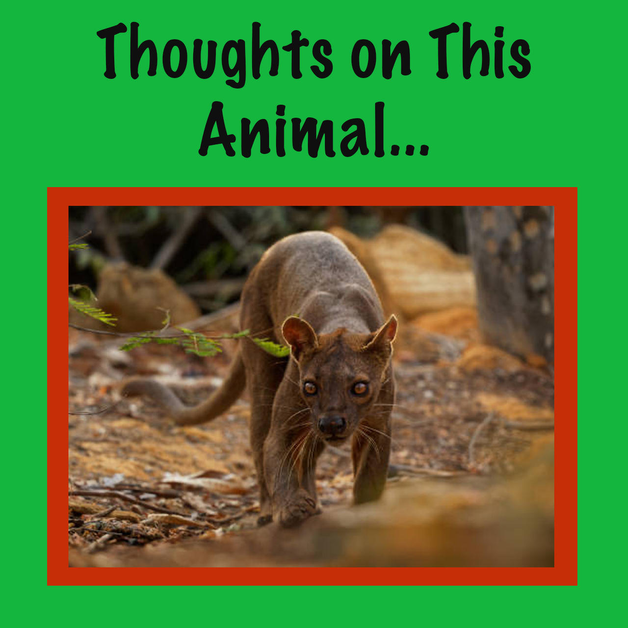 Fossa Talk Thoughts on the Fossa? by Uranimated18 on DeviantArt