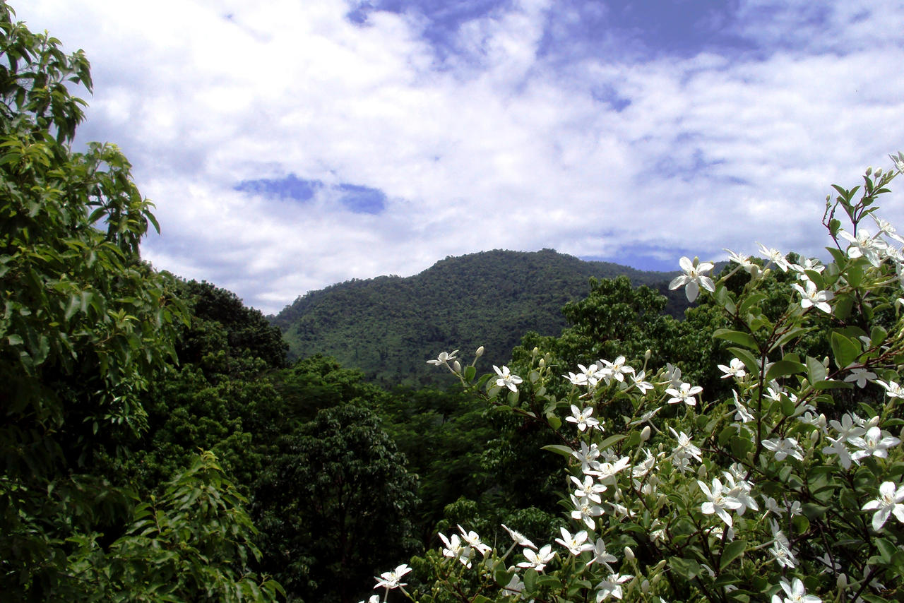 White flowers