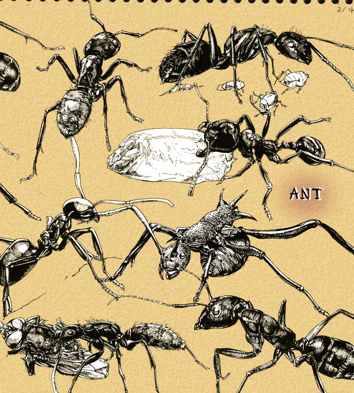 Ant sketching2