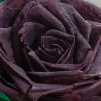 dried purple rose