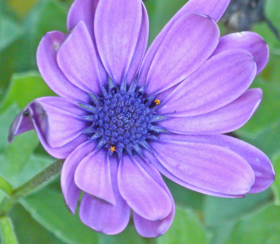 Purple Petal Flower