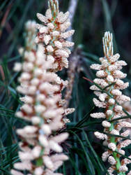 Pine Clusters