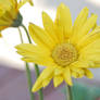 Yellow Sunflower Stock 2