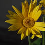 Yellow Sunflower Stock 3