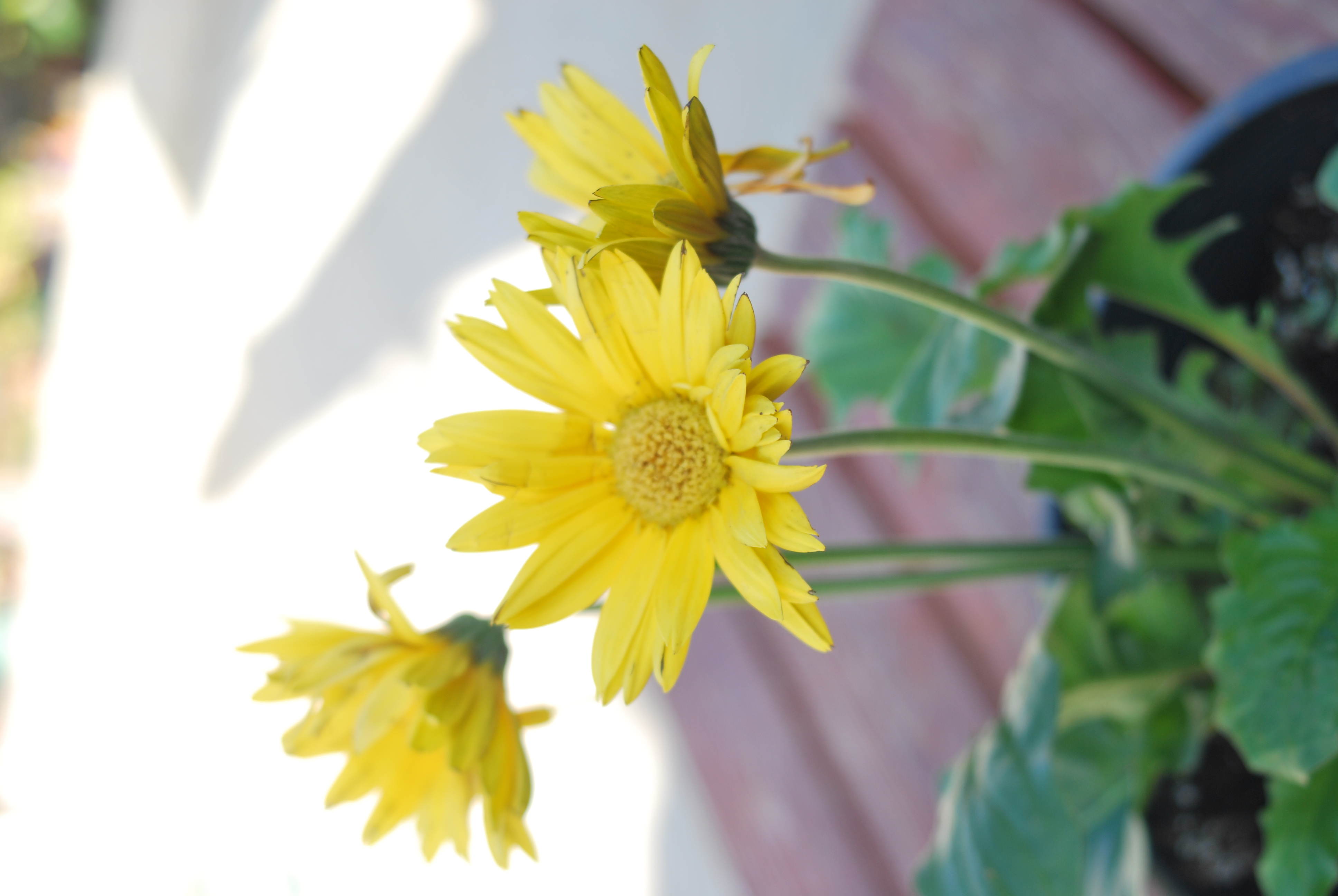 Yellow Sunflower Stock 6