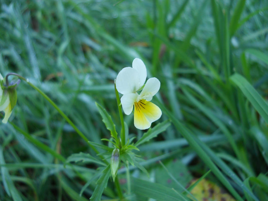 Viola arvensis