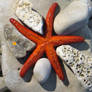 Starfish Red