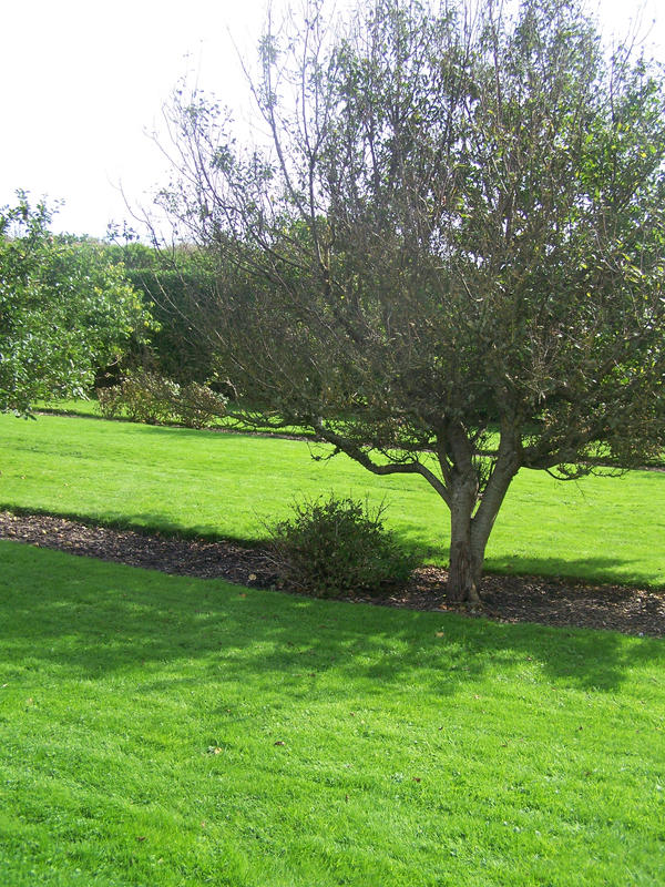Shadow Form Tree Shadow Tree by SmidgePhotography on DeviantArt