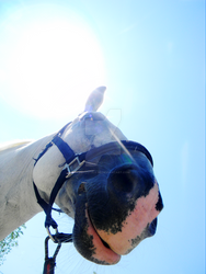 The smiling Lipizzaner