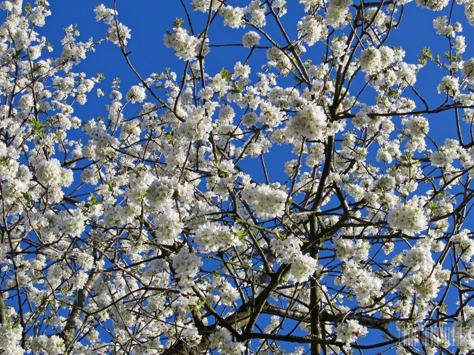 Blooming sky