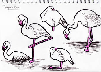 Sketches: Flamingos