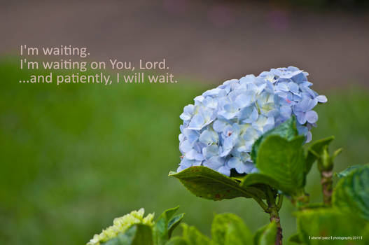 patiently. i will wait.