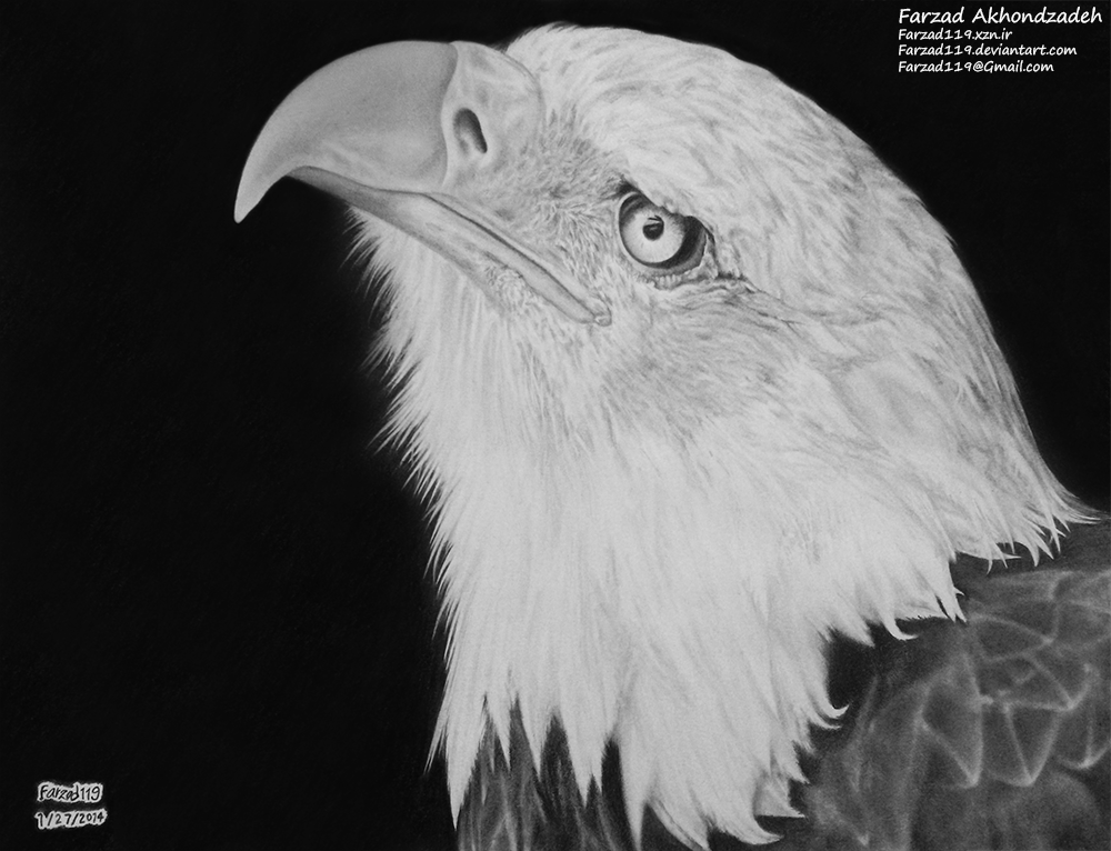 Irate Eagle