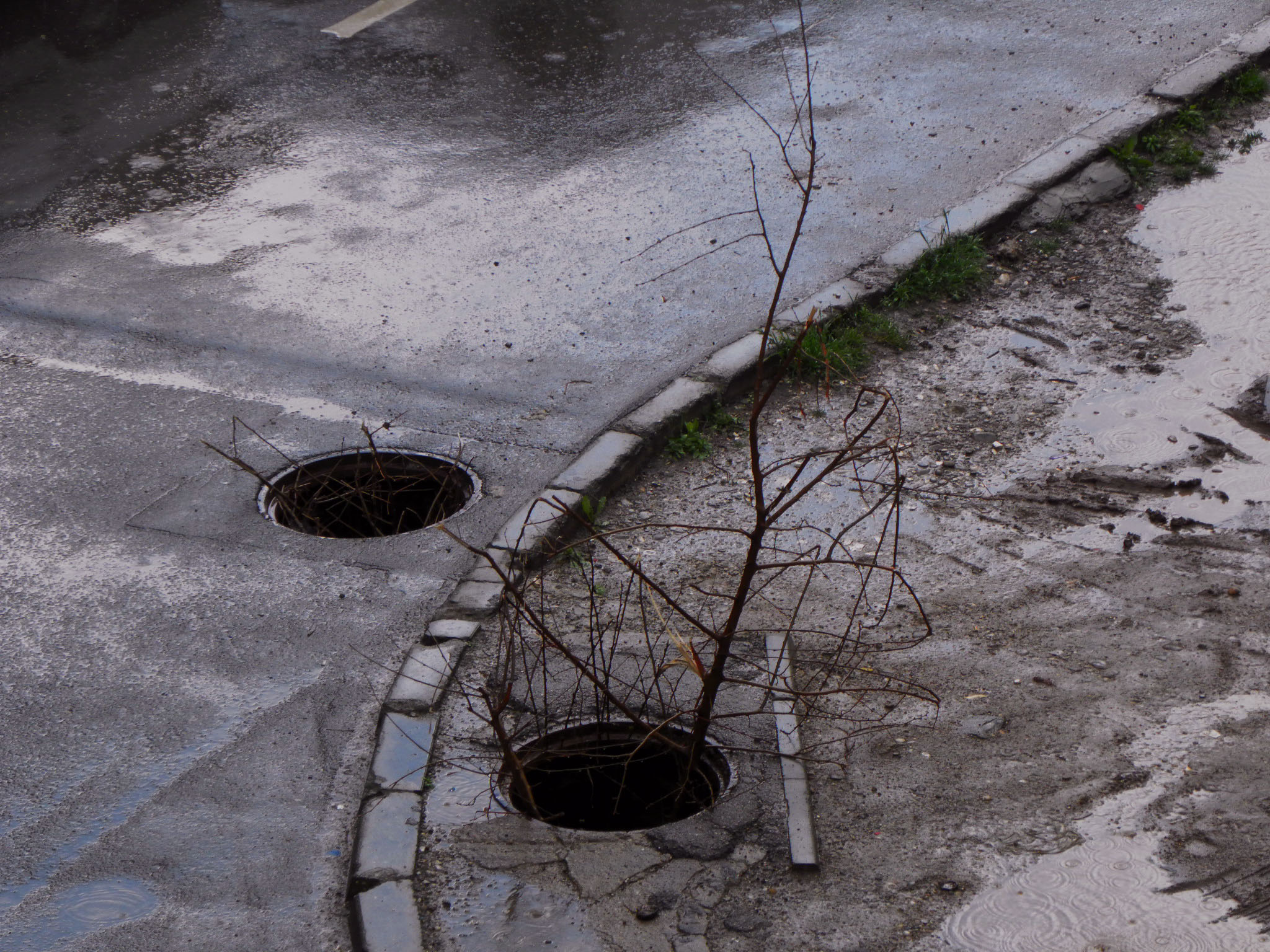 Sewer trees...