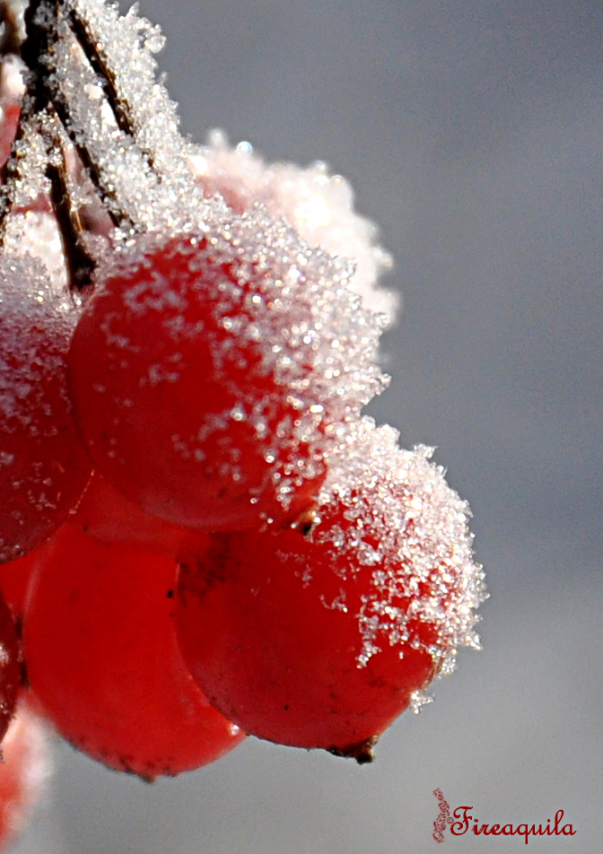 Snowberries