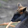 Wallaby friends?