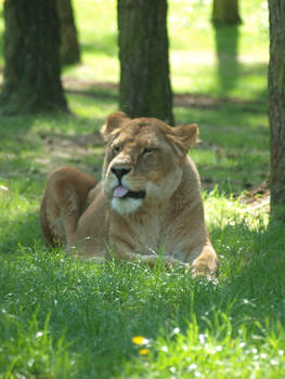 cheeky lion