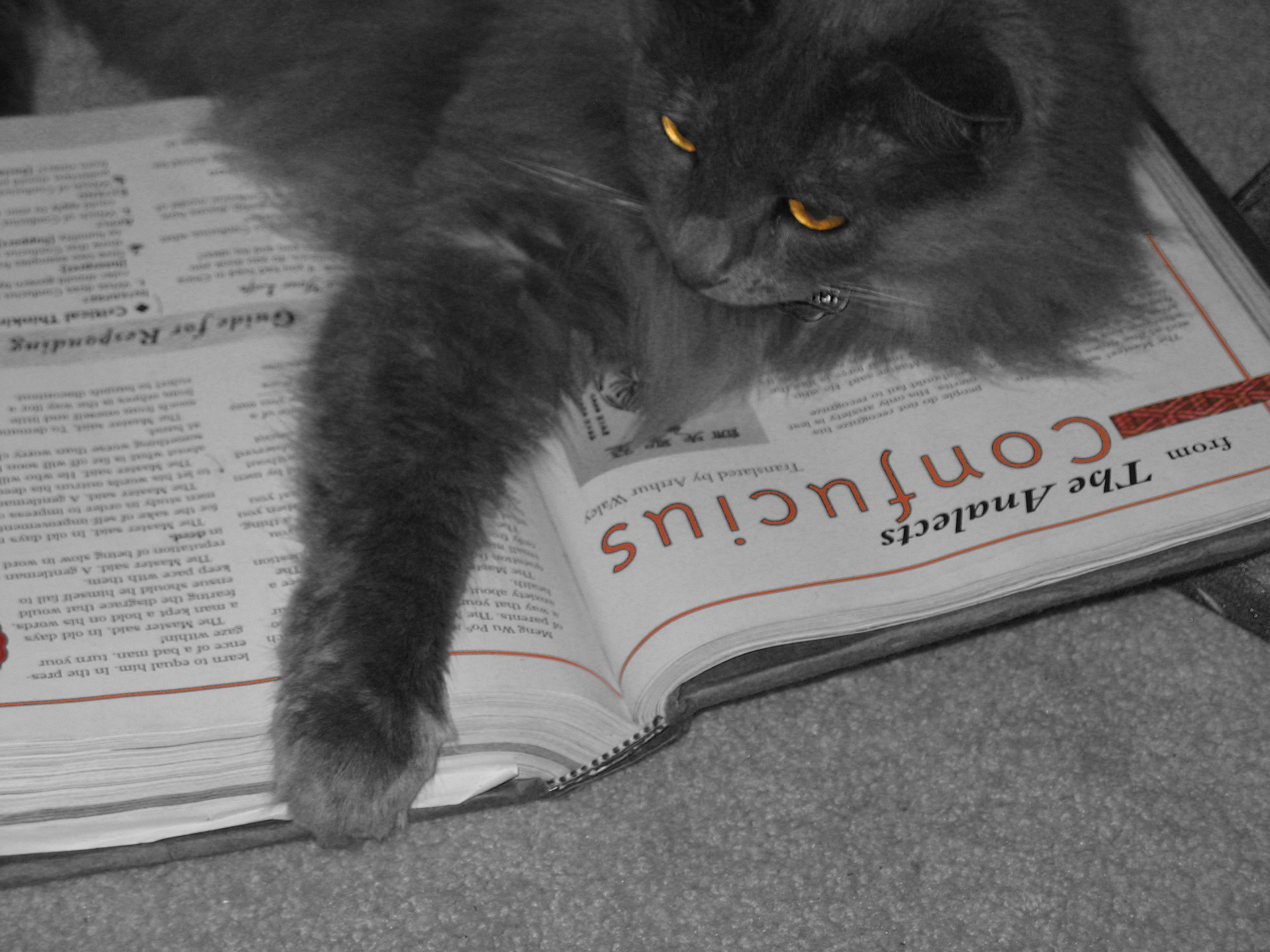 My Cat The Scholar