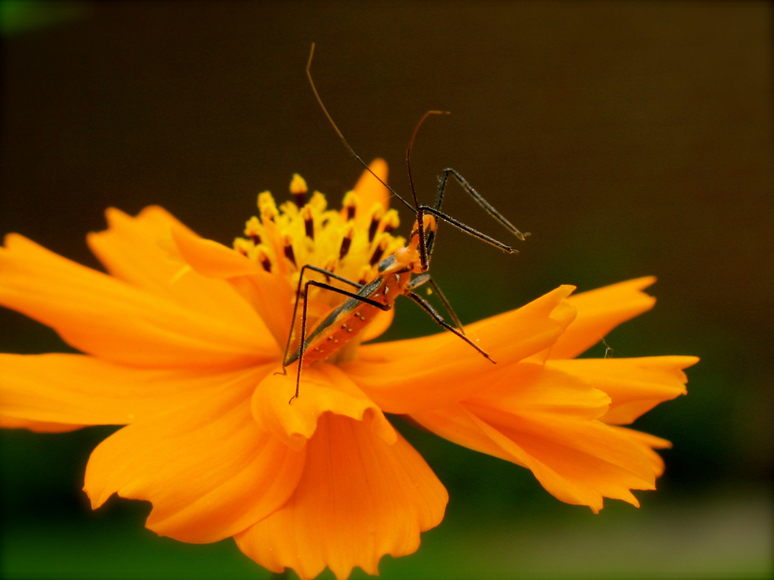 Orange