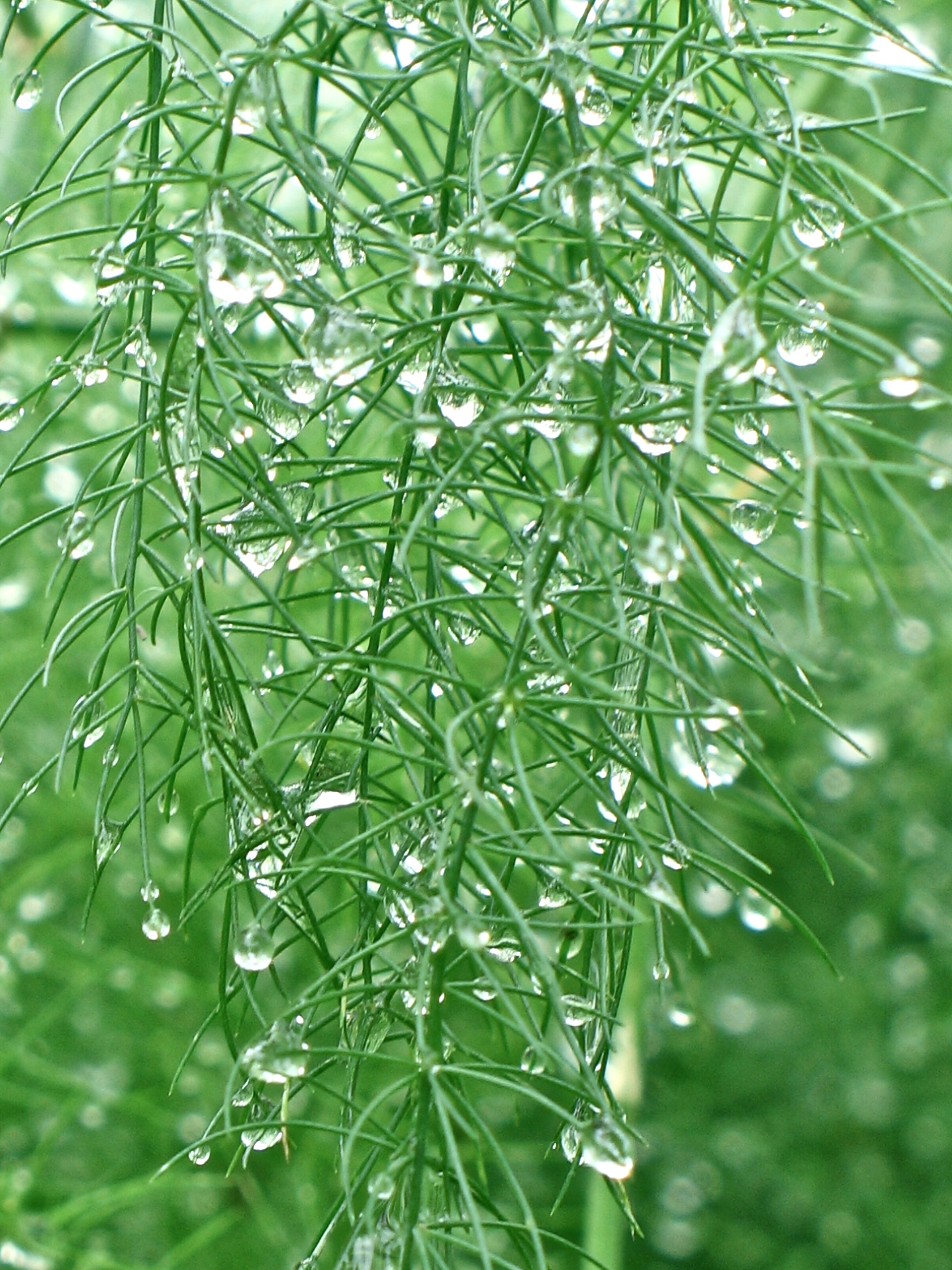 Droplets on Dill