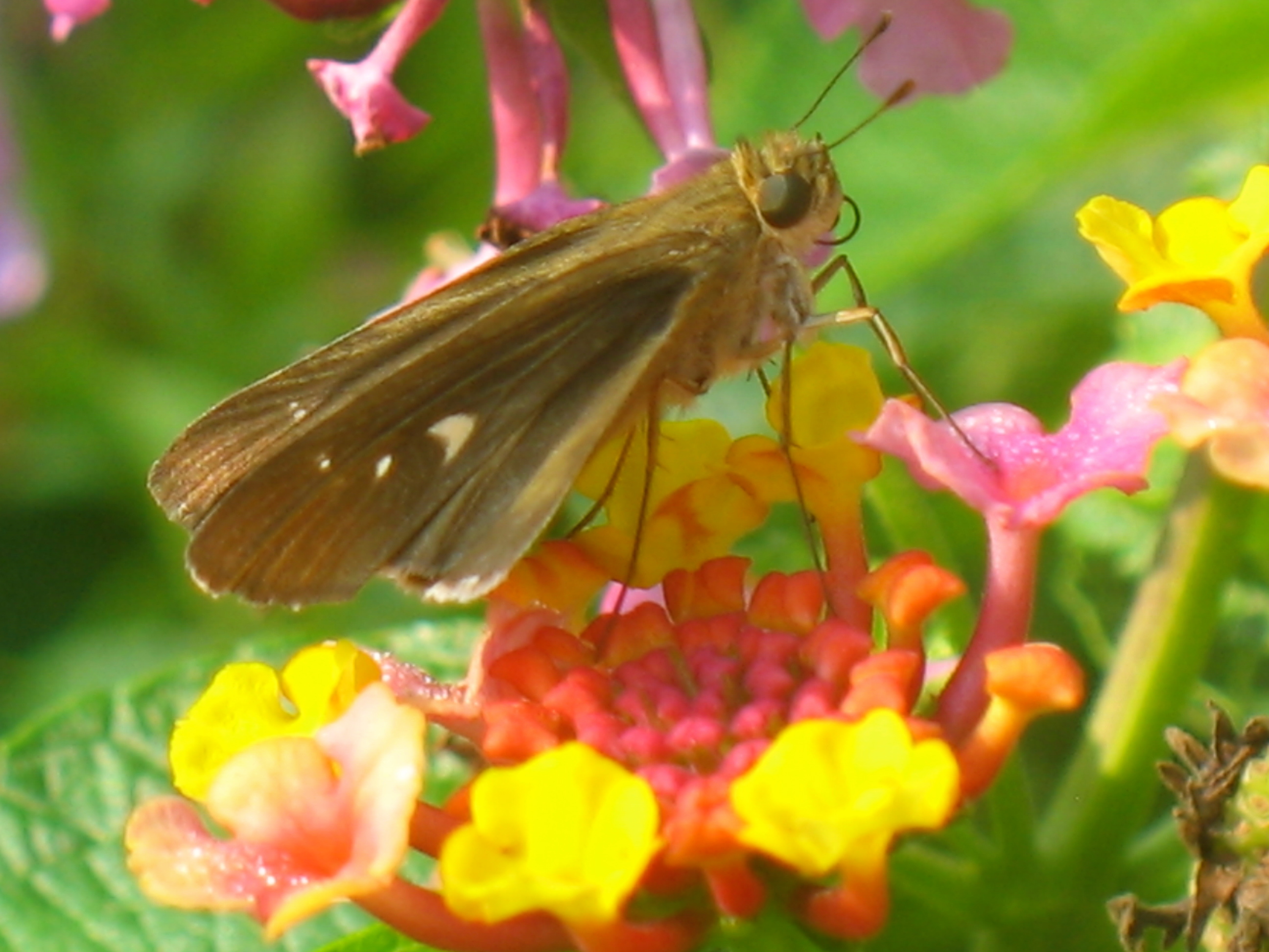 Skipper